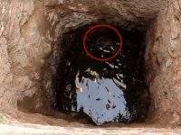rescates de perros videos