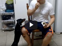 Psicología inversa con un perro