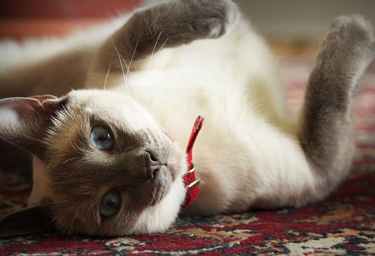 como acariciar a un gato