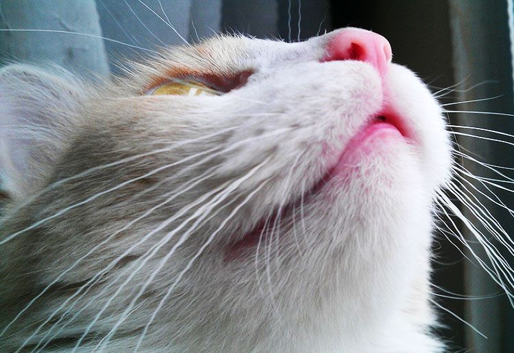 como acariciar a un gato