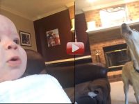 video de bebe aullando con perros