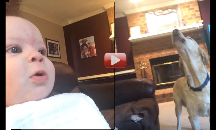 video de bebe aullando con perros