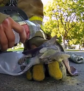 video gopro gatito incendio salvado por bomberos