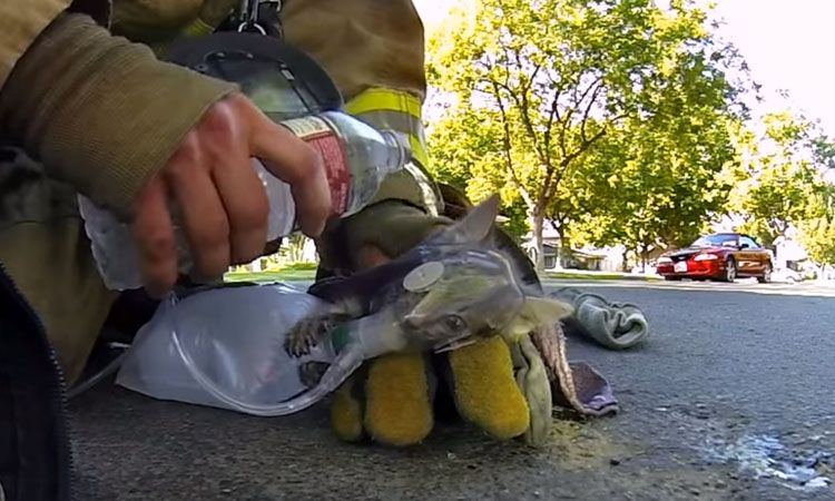 video gopro gatito incendio salvado por bomberos