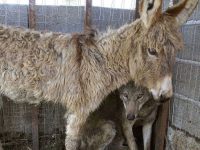 lobo no come burro vivo