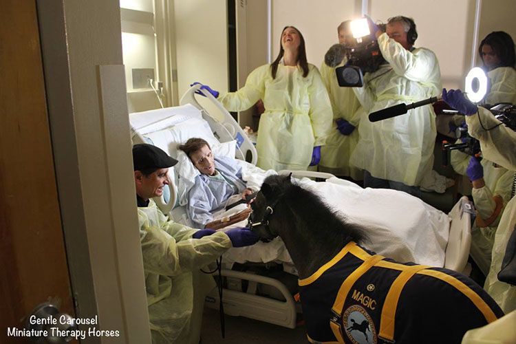 terapia caballos miniatura