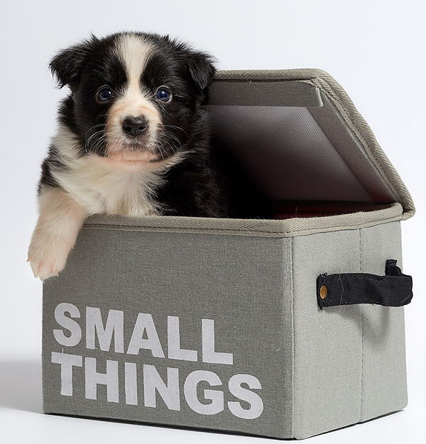 comida casera para cachorros
