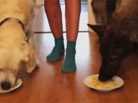perros comen espagetis competicion videos