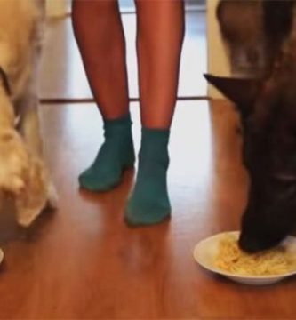 perros comen espagetis competicion videos