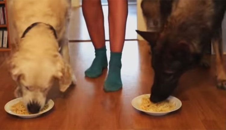 perros comen espagetis competicion videos
