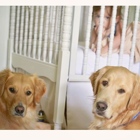 perros buenos para niños