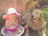 perros y bebés