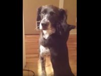 gato se reune con perro video