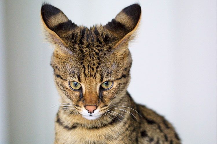 gato savannah precio