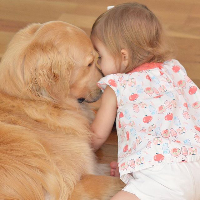 perro golden para niños