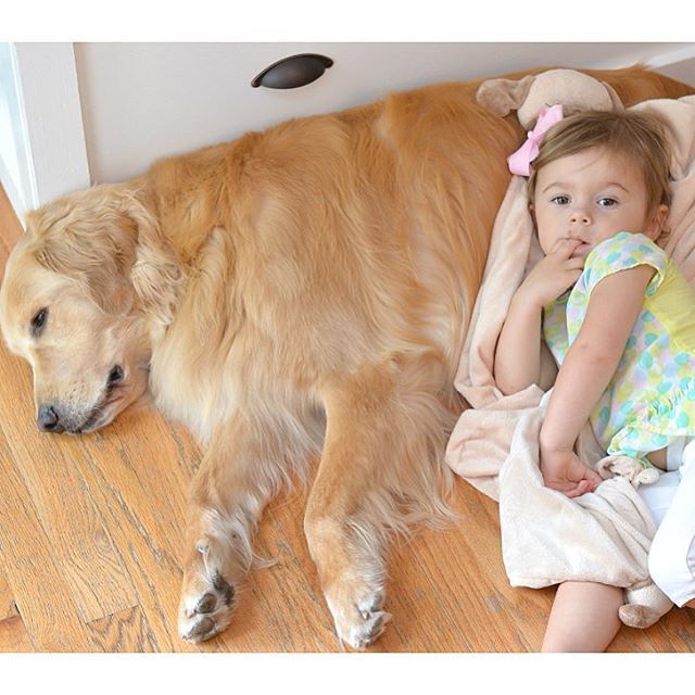 perro golden convivencia con niños