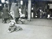 hachiko