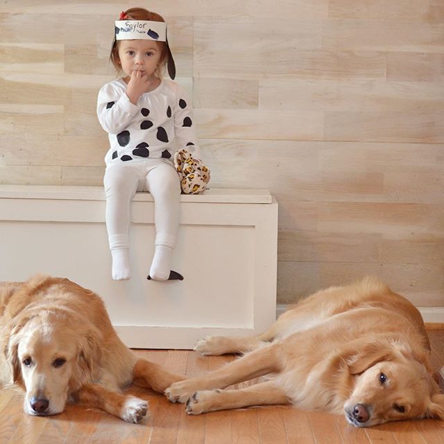 golden retriever perros para niños