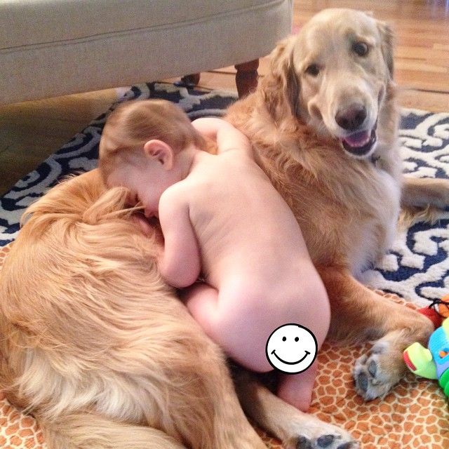 golden bueno con niños