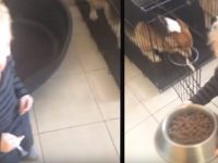 niño da comida a perros corgi