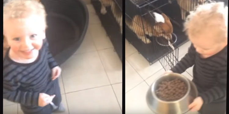 niño da comida a perros corgi