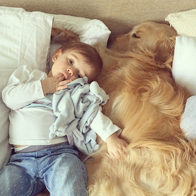 bebés y perros convivencia