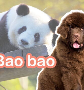 nombres chinos para perros
