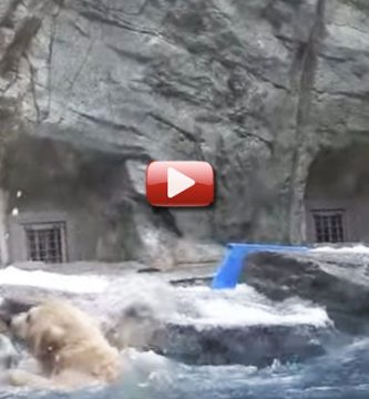 oso polar saca osezno agua video
