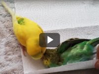 periquito llora la muerte de su amigo