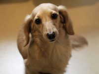 es normal perra preñada echa sangre