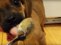 video cachorro come mantequilla de mani