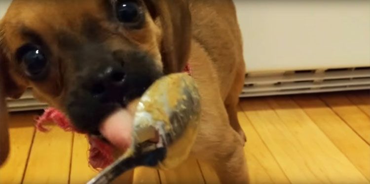 video cachorro come mantequilla de mani