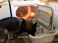 baron perro pone lavaplatos lavadora