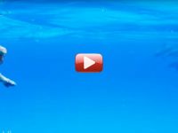 video perro y delfines