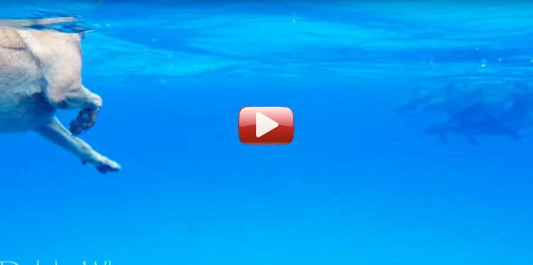 video perro y delfines