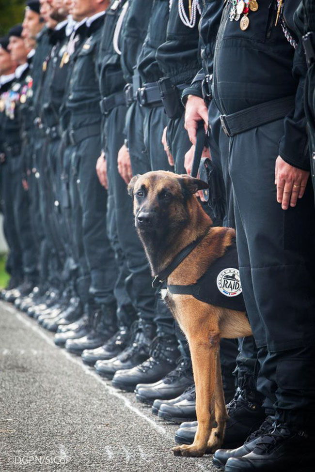 perro policia muerto terroristas paris