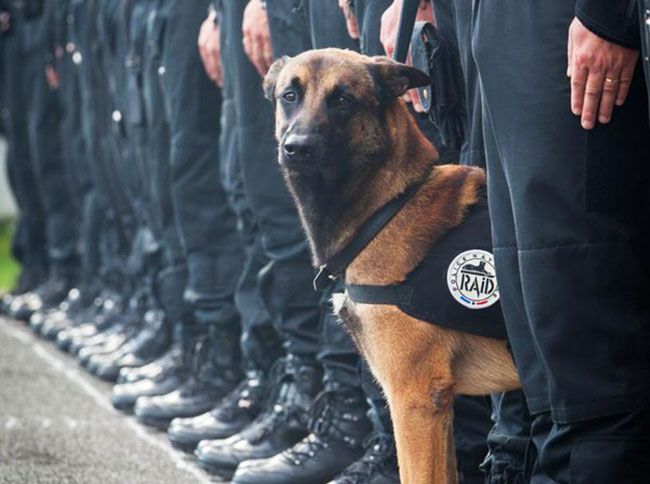 perro policia paris muerto terroristas
