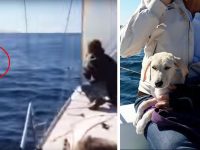 perro salvado del mar video