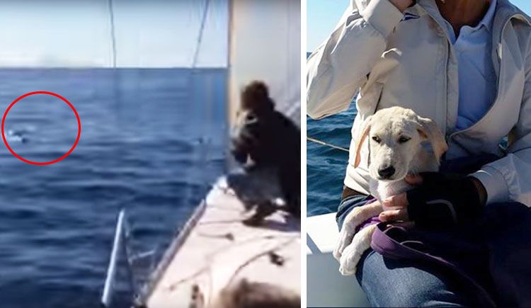 perro salvado del mar video