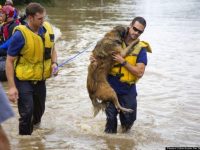 bomberos salvan un perro
