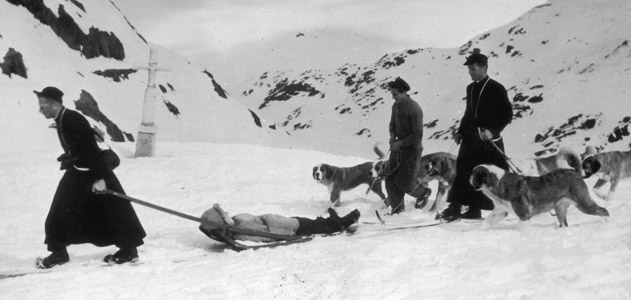 historia san bernardo perro