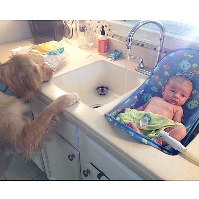 perros buenos para los niños