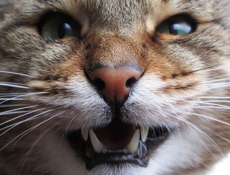 mi gato me muerde
