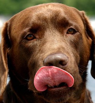 porque los perros lamen