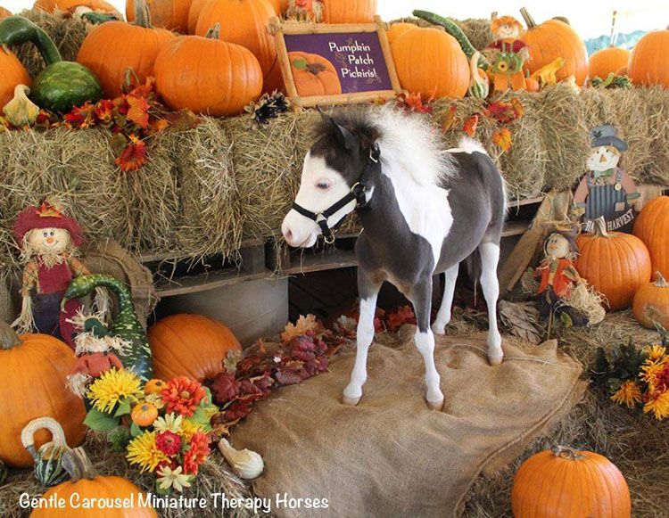 caballos de terapia niños