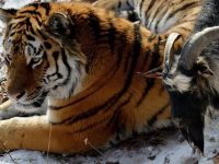 video amistad tigre y cabra