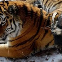 video amistad tigre y cabra