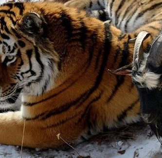 video amistad tigre y cabra