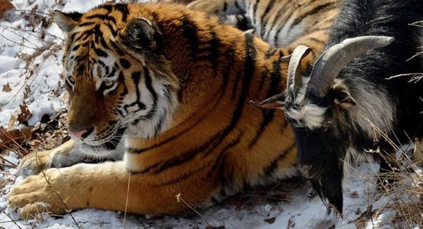 video amistad tigre y cabra