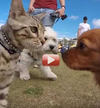 gato bengala sociable con perros video